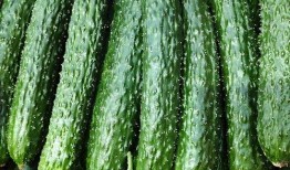 新黄瓜最新爆料图片大全,最新爆料图片大全大揭秘！”